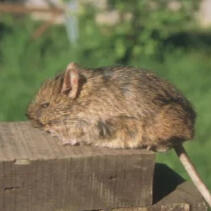 Bridges's Degu Octodon bridgesi